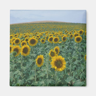 Aimant UE, France, Provence, champ de tournesol