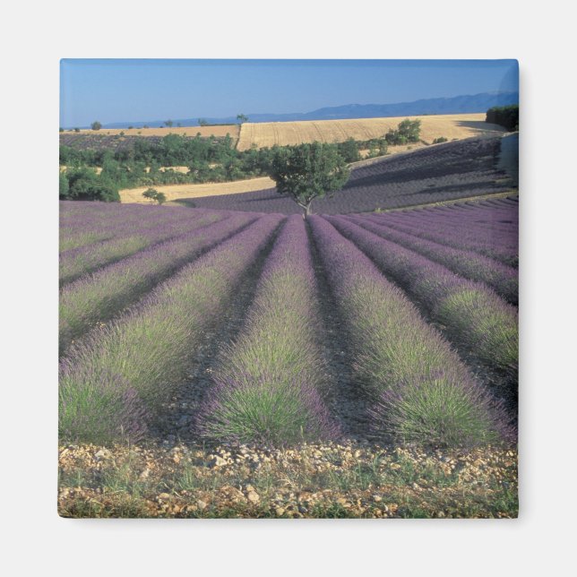 Aimant UE, France, Provence, champs de lavande 2 (Devant)