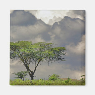 Aimant Umbrella Thorn Acacia, Acacia tortilis et 2