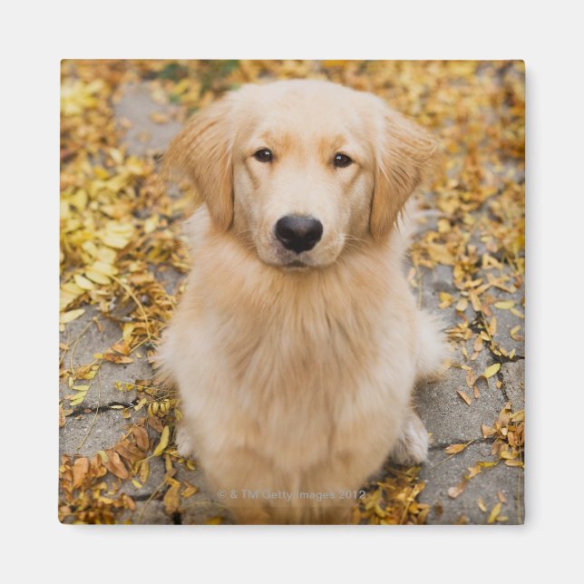 Aimant Un an Golden Retriever, portrait (Devant)