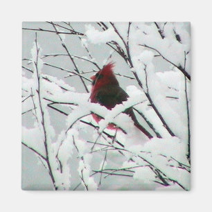 Aimant Un Beau Cardinal Rouge Dans Les Arbustes Couverts