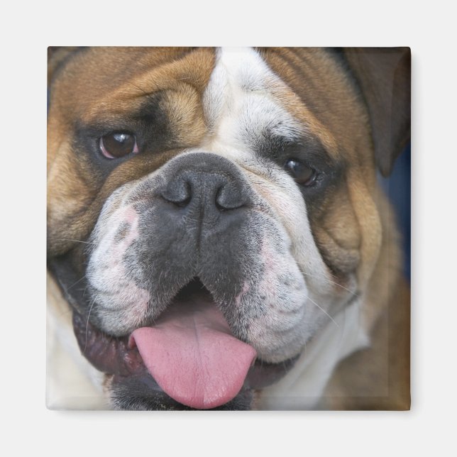 Aimant Un bouledogue anglais en Belgique. (Devant)