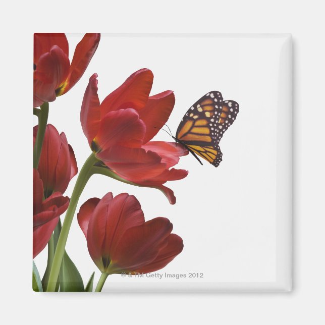 Aimant un bouquet de tulipes rouges est visité par un mon (Devant)