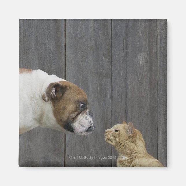 Aimant Un Bulldog et un chat sont face à face dans un sta (Devant)
