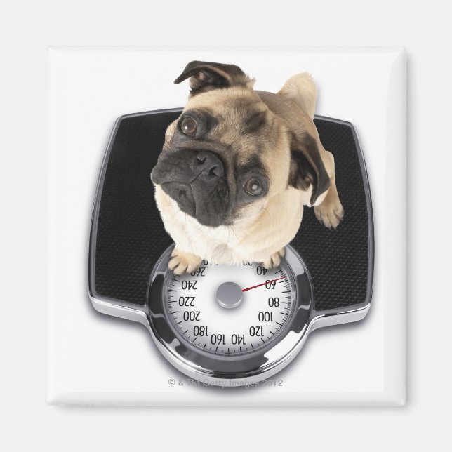Aimant Un bulldog français à l'échelle regardant la camér (Devant)