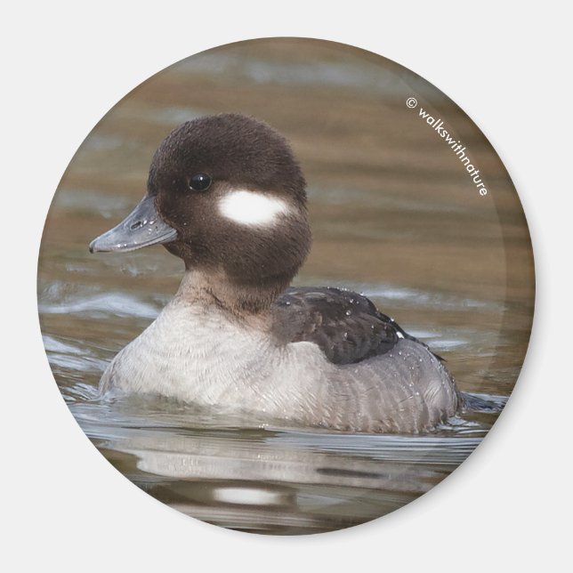 Aimant Un Canard À Tête De Buffle Nage Par (Devant)