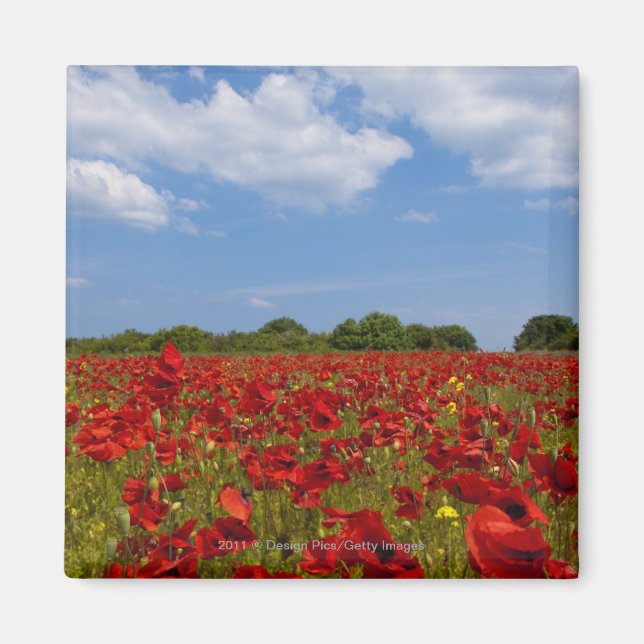 Aimant Un Champ De Fleurs Rouges (Devant)