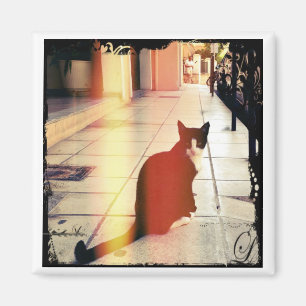 Aimant Un chat