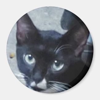 Aimant Un chat curieux derrière une porte