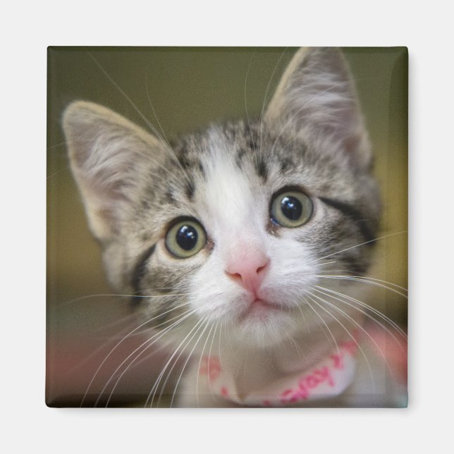 Aimant Un chaton mignon aux yeux verts (Devant)