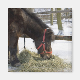 Aimant Un cheval indigène à l'origine du Gotland où