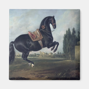 Aimant Un cheval noir exécutant le Courbette