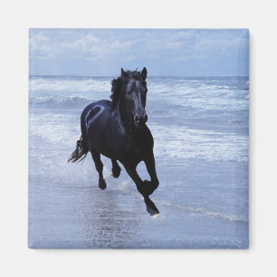 Aimant Un cheval sauvage et libre