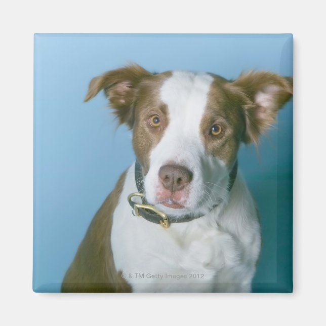 Aimant Un chien (Devant)