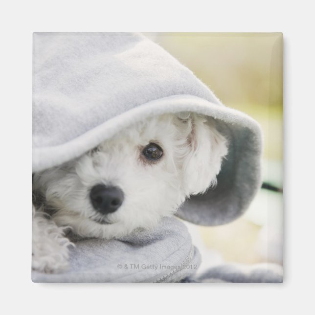 Aimant un chien blanc portant un capot de chemise (Devant)