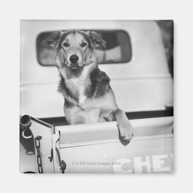 Aimant Un chien dans une voiture. (Devant)