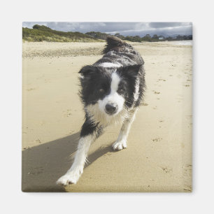Aimant Un chien de border collie fonctionnant sur la