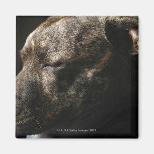 Aimant Un chien de pitbull de sommeil