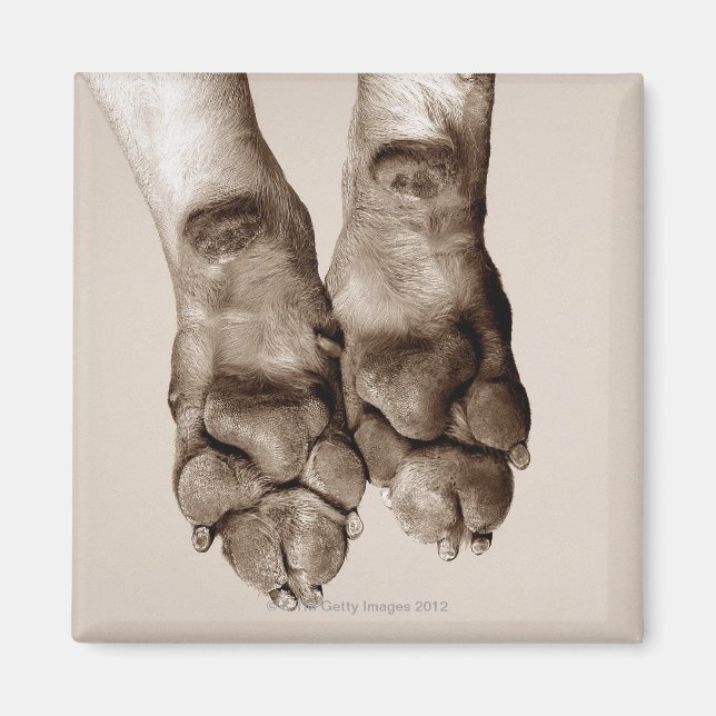 Aimant Un chien pattes (Devant)