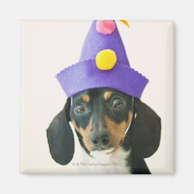 Aimant Un chien portant un drôle de casquette (Devant)