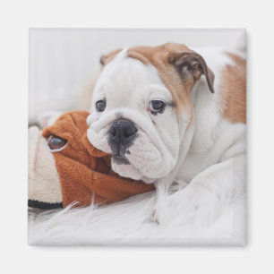 Aimant Un chiot anglais de bouledogue jouant avec un