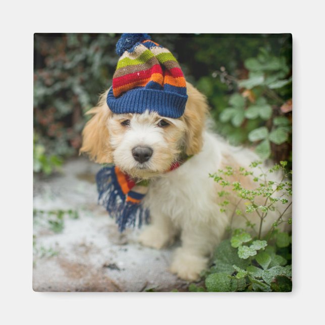 Aimant Un Chiot De Cavacon Doux Dans Un Casquette D'Hiver (Devant)
