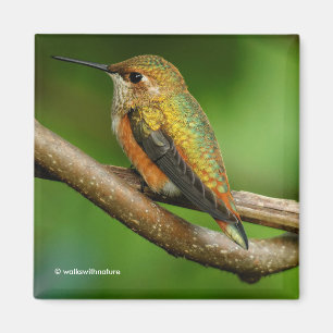 Aimant Un colibri roux étonnant sur des vignes jumelées