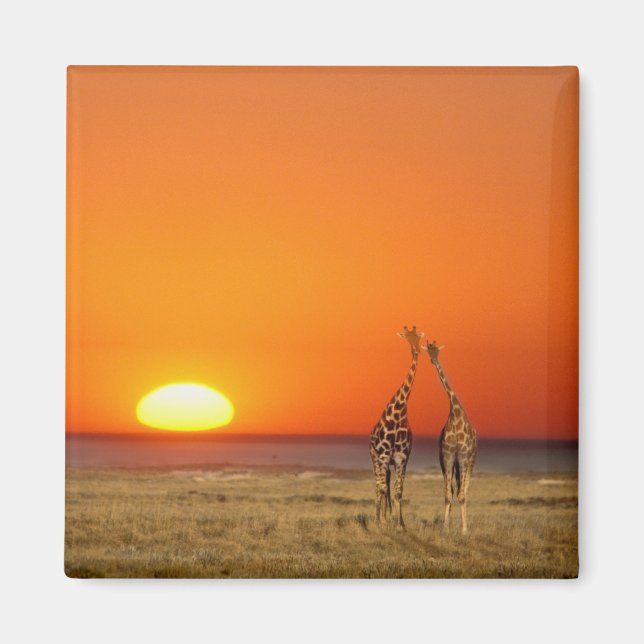 Aimant Un couple de girafes marche vers le coucher du sol (Devant)