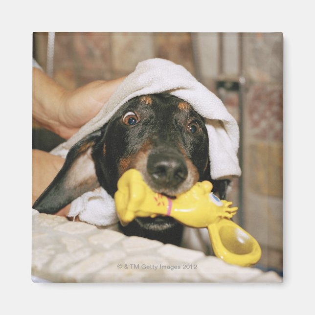 Aimant Un dachshund baigné. (Devant)