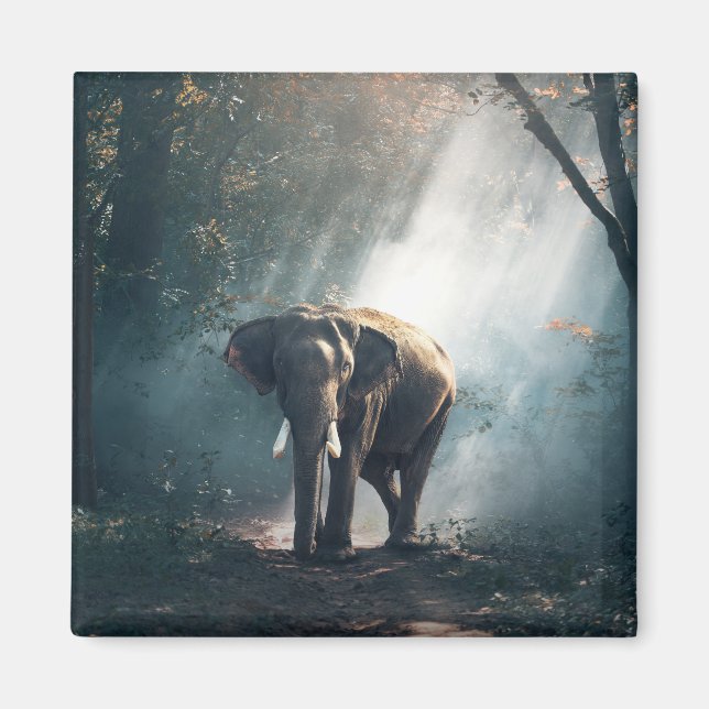 Aimant Un éléphant asiatique dans un défrichement éclairé (Devant)