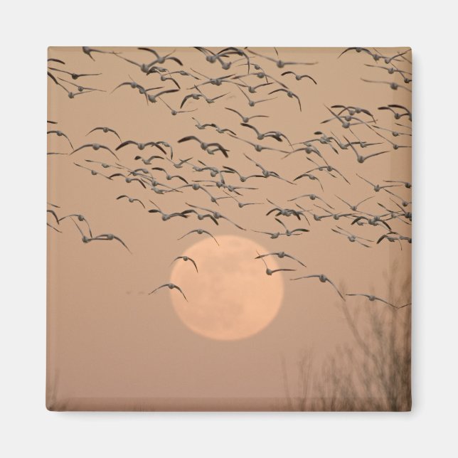 Aimant Un groupe de bernaches nonnettes migratrices, Grus (Devant)