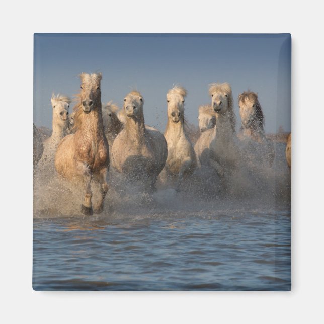 Aimant Un Groupe De Chevaux Blancs En Camargue (Devant)