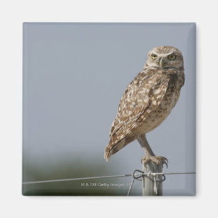 Aimant Un hibou creusant se reposant sur un courrier de