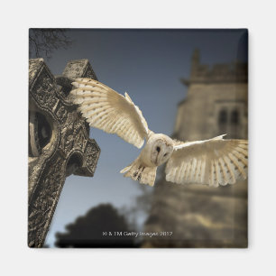 Aimant Un hibou de grange (Tyto alba) dans un cimetière