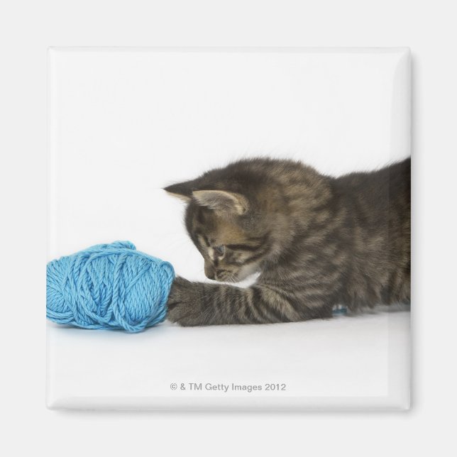Aimant Un jeune chaton Tabby jouant avec de la laine. (Devant)