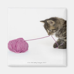 Aimant Un jeune jeu tigré de chaton