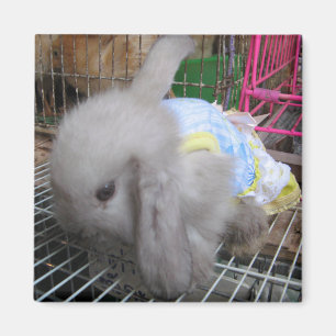 Aimant Un lapin en robe
