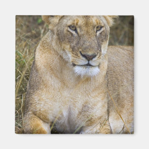 Aimant Un lion assis dans les hautes herbes du Maasai