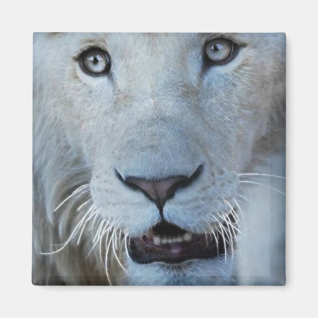Aimant Un lion blanc en Afrique du Sud (Devant)