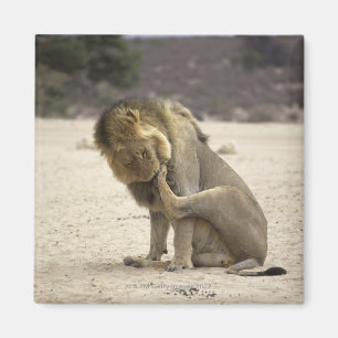 Aimant Un lion nettoyant sa patte arrière, Kgalagadi