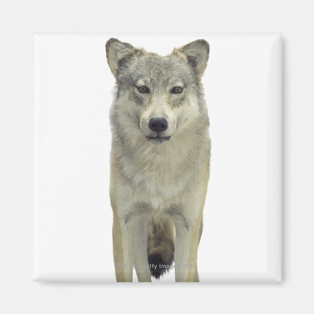 Aimant Un loup (Devant)