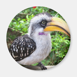 Aimant Un oiseau de la Hornbill en gros plan regardant la