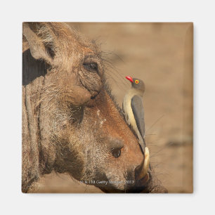 Aimant Un Oxpecker sur un museau de warthogs,