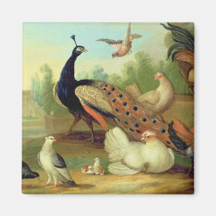 Aimant Un paon, colombes, poulets et un geai en parc