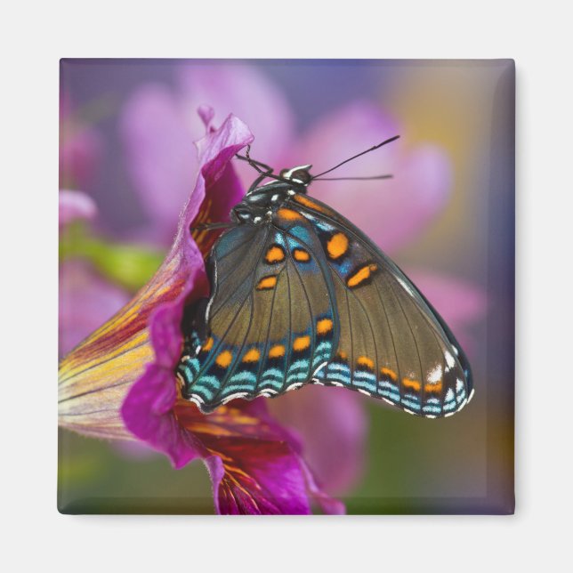 Aimant Un papillon machaon (Devant)