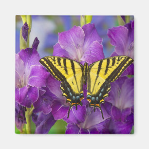 Aimant Un papillon Monarque sur des Glaïeuls violets