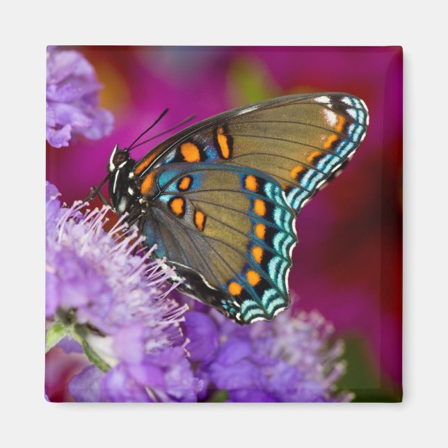 Aimant Un papillon swallowtail à épices (Devant)