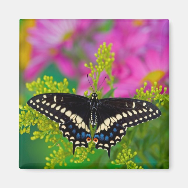 Aimant Un papillon swallowtail atterrissant (Devant)