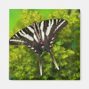 Aimant Un papillon swallowtail nord-américain