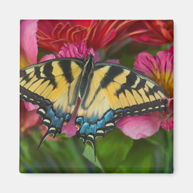 Aimant Un papillon swallowtail tigre (Devant)